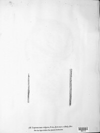 Hypoderma commune image